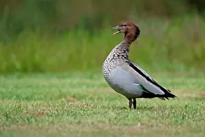 Jubata: Maned Duck
