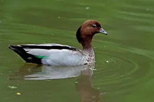 Jubata: Maned Duck