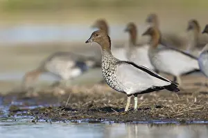Victoria: Maned Duck (Chenonetta jubata) male