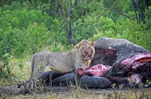 Maned: Maned lion (Panthera leo) at dawn on the carcass