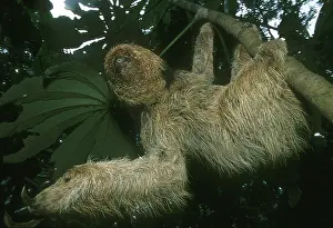 Maned: Maned Sloth, (Bradypus torquatus), endangered