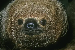 Maned: Maned Sloth, (Bradypus torquatus), endangered