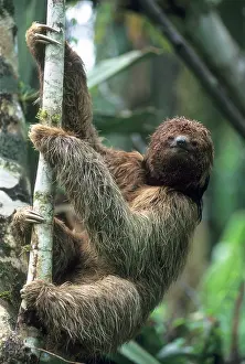 Foreground: Maned Sloth (Bradypus torquatus) Endangered