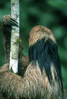 Away: Maned Sloth (Bradypus torquatus) Endangered