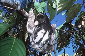 Hanging: Maned Three-toed SLOTH - In tree