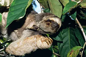 Maned: Maned three-toed SLOTH - And young