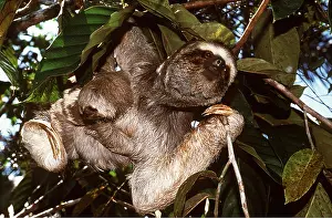 Ugly: Maned Three-toed SLOTH - And young