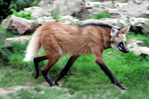 Brachyurus: Maned Wolf