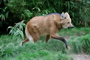 Brachyurus: Maned Wolf