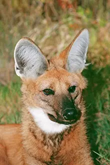 Brachyurus: Maned Wolf