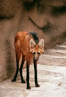 Brachyurus: MANED WOLF