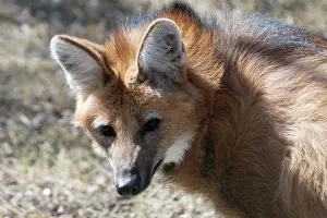 Brachyurus: Maned Wolf