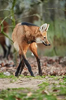 Brachyurus: Maned wolf (Chrysocyon brachyurus), walking, Bavaria