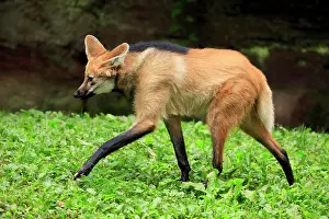 Brachyurus: Maned wolf (Chrysocyon brachyurus), adult, running