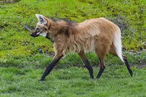 Brachyurus: Maned Wolf (Chrysocyon brachyurus). Largest canid