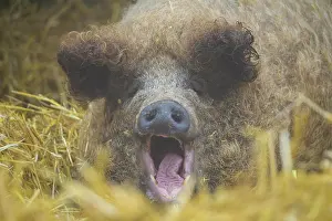 Curl: Mangalica, or Mangalitsa or Mangalitza pig (Sus