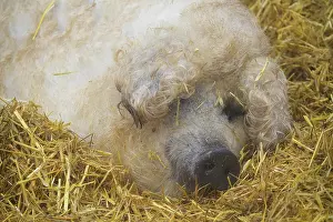 Curl: Mangalica, or Mangalitsa or Mangalitza pig (Sus