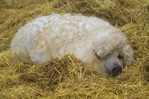 Curl: Mangalica, or Mangalitsa or Mangalitza pig (Sus