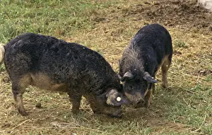 Hogs: Mangalitsa Curly-hair hogs