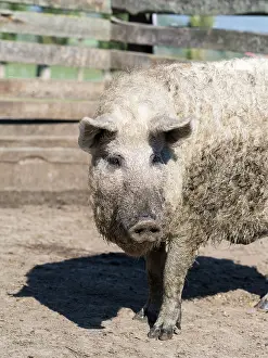 Tough: Mangalitsa pig or curly hair hog (Sus scrofa