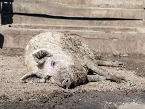Tough: Mangalitsa pig or curly hair hog (Sus scrofa