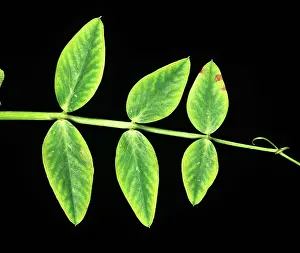 Chlorosis: Manganese deficiency