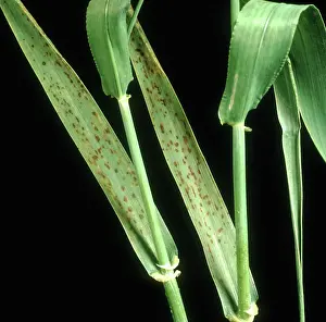 Trace: Manganese deficiency