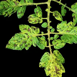 Tomato: Manganese deficiency