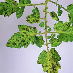 Tomato: Manganese deficiency
