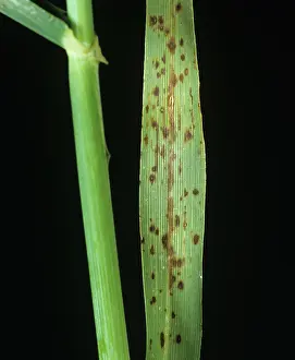 Trace: Manganese Deficiency in Barley