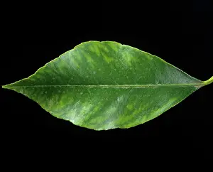 Trace: Manganese deficiency in lemon leaf