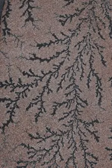Oxide: Manganese Dendrite Pseudofossils