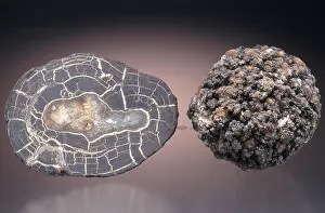 Halved: Manganese Nodules