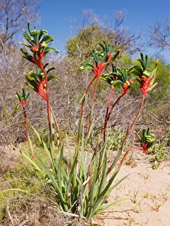 Mangles Kangaroo Paw