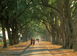 Avenues: Mango Avenue