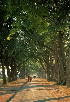 Avenues: Mango Avenuerural road