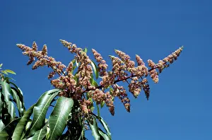 Mango: MANGO FLOWERS