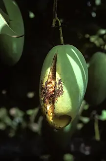 Tephritidae: Mango fruit fly damage to mango fruit