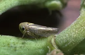 Leafhopper: Mango hopper