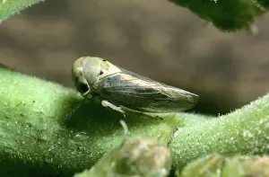 Indica: Mango hopper (Idioscopus niveosparsus)