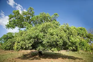 Mango: Mango Tree