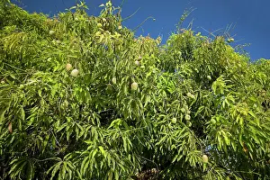Mango: Mango Tree