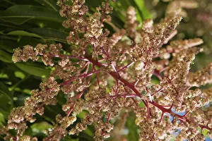 Indica: Mango tree blossoms
