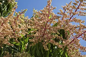 Panicles: Mango tree blossoms