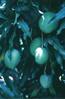 Allen Paterson: MANGO TREE - close up of fruit