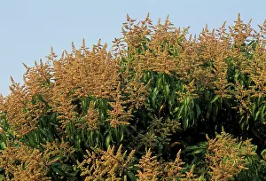 Indica: Mango Tree - Flowering