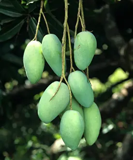 Ripening: Mangoes on Tree