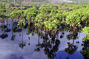 Comoros: Mangrove