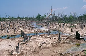 Destroy: Mangrove