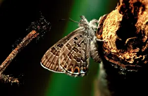 Camponotus: Mangrove ant-blue butterfly - that was 'guardedI